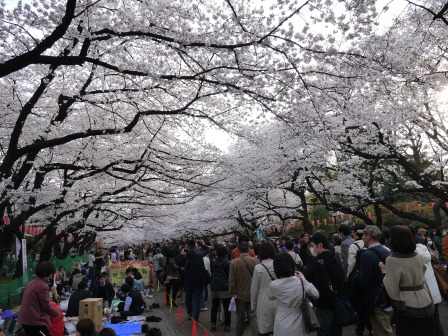 1364566772-694657200 Ueno-沉醉在上野公園 滿開的櫻花繽紛 無法計畫的祭典(2013お花見之三)
