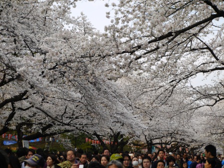 1364566777-756121956 Ueno-沉醉在上野公園 滿開的櫻花繽紛 無法計畫的祭典(2013お花見之三)