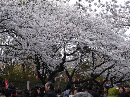 1364566780-2320757165 Ueno-沉醉在上野公園 滿開的櫻花繽紛 無法計畫的祭典(2013お花見之三)