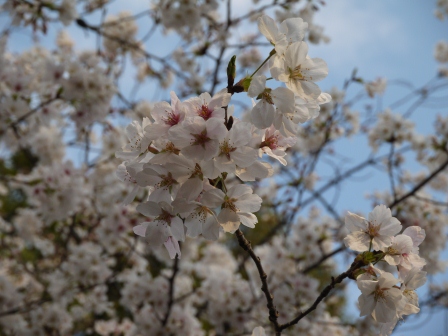 1364566782-1759277720 Ueno-沉醉在上野公園 滿開的櫻花繽紛 無法計畫的祭典(2013お花見之三)