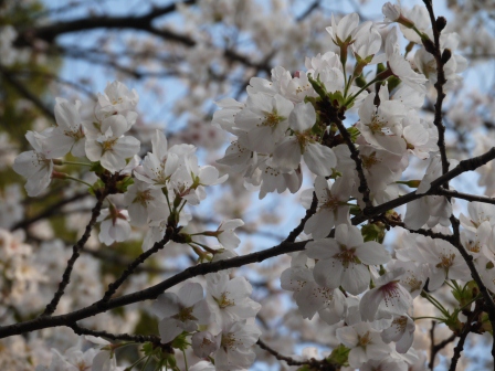 1364566783-1624314751 Ueno-沉醉在上野公園 滿開的櫻花繽紛 無法計畫的祭典(2013お花見之三)