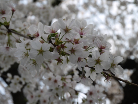 1364566785-915502962 Ueno-沉醉在上野公園 滿開的櫻花繽紛 無法計畫的祭典(2013お花見之三)