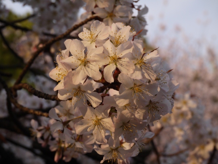 1364566788-1927832078 Ueno-沉醉在上野公園 滿開的櫻花繽紛 無法計畫的祭典(2013お花見之三)