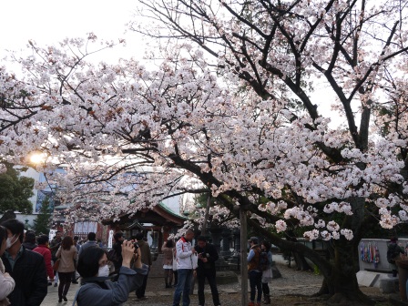 1364566791-2391530031 Ueno-沉醉在上野公園 滿開的櫻花繽紛 無法計畫的祭典(2013お花見之三)
