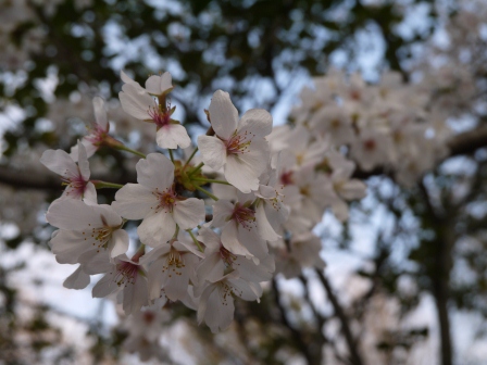 1364566793-3277487607 Ueno-沉醉在上野公園 滿開的櫻花繽紛 無法計畫的祭典(2013お花見之三)