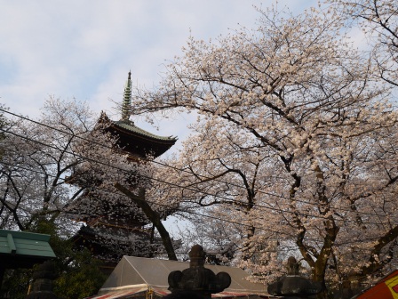 1364566794-1107130895 Ueno-沉醉在上野公園 滿開的櫻花繽紛 無法計畫的祭典(2013お花見之三)
