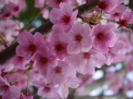 1364566795-1931618047 Ueno-沉醉在上野公園 滿開的櫻花繽紛 無法計畫的祭典(2013お花見之三)