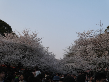 1364566797-612957801 Ueno-沉醉在上野公園 滿開的櫻花繽紛 無法計畫的祭典(2013お花見之三)