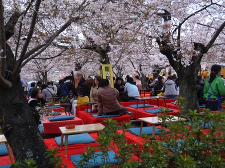 1397654757-1085857771 Kyoto-八坂神社&円山公園 有點亂的櫻花園區