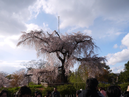 1397654766-1415654436 Kyoto-八坂神社&円山公園 有點亂的櫻花園區