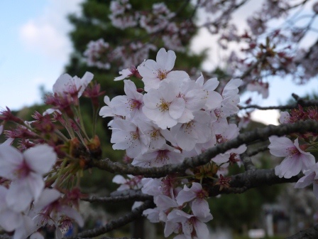 1397654771-2877761152 Kyoto-八坂神社&円山公園 有點亂的櫻花園區