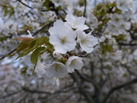 1397654774-403406954 Kyoto-八坂神社&円山公園 有點亂的櫻花園區