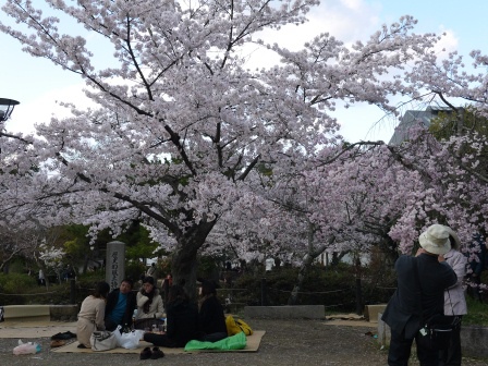 1397654777-3145121134 Kyoto-八坂神社&円山公園 有點亂的櫻花園區