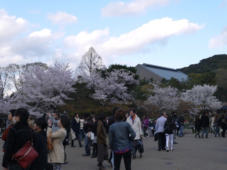 1397654782-3493303951 Kyoto-八坂神社&円山公園 有點亂的櫻花園區