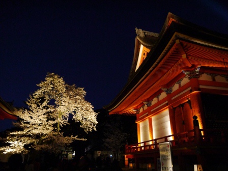 1399786477-745715153 Kyoto-清水寺賞夜櫻 另種櫻花美