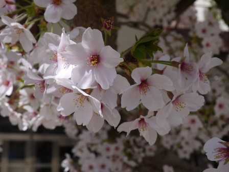 1403920950-2283616596 Kyoto-好吃好逛 傳統錦市場