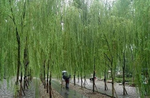 1421249512-1731765847 Hangzhou-欲把西湖比西子 濃妝淡抹總相宜