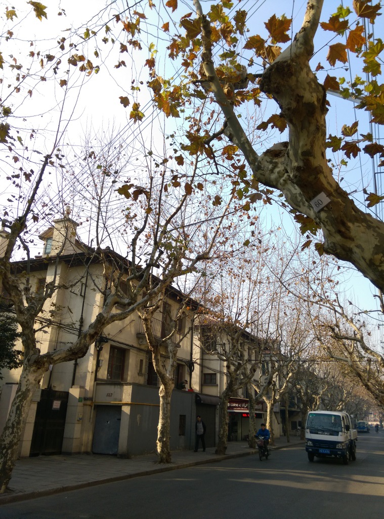 1421570324-3530970005 Shanghai-衡山路 最美的上海最美的梧桐景緻