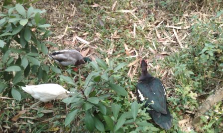 鳥松濕地公園4.jpg 鳥松濕地公園4.jpg