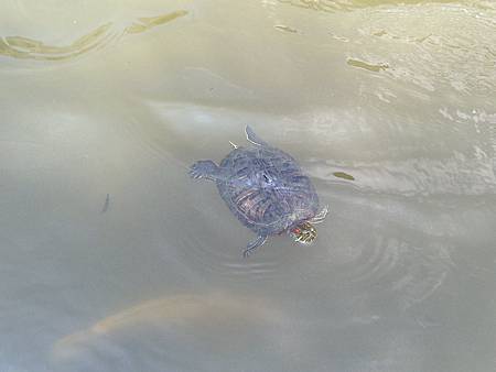 IMG_1275.JPG IMG_1275.JPG