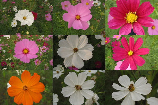 flowers.jpg flowers.jpg