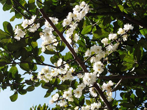 DSC03300 [1600x1200].JPG