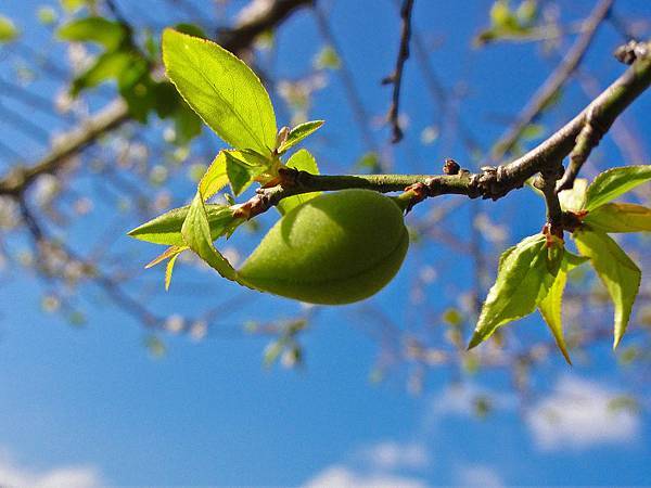 DSC03307 [1600x1200].jpg