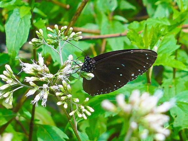 DSC09000.JPG DSC09000.JPG