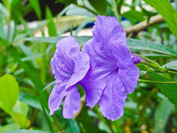 DSC09013.JPG DSC09013.JPG