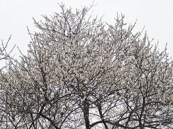 DSC01387.JPG DSC01387.JPG