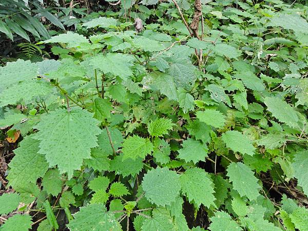 DSC01494.JPG DSC01494.JPG