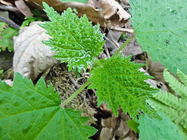 DSC01495.JPG DSC01495.JPG