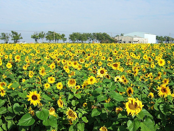 DSCF5417.JPG