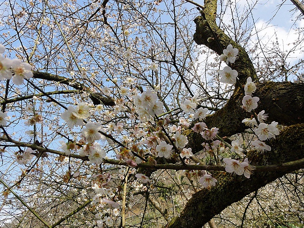 DSC03236.JPG