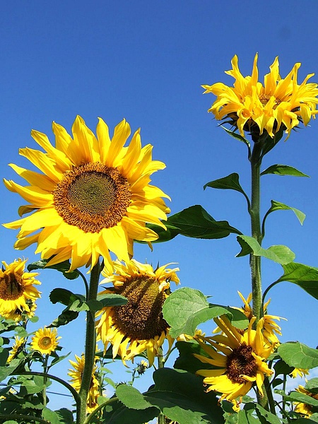 DSCF5516.JPG
