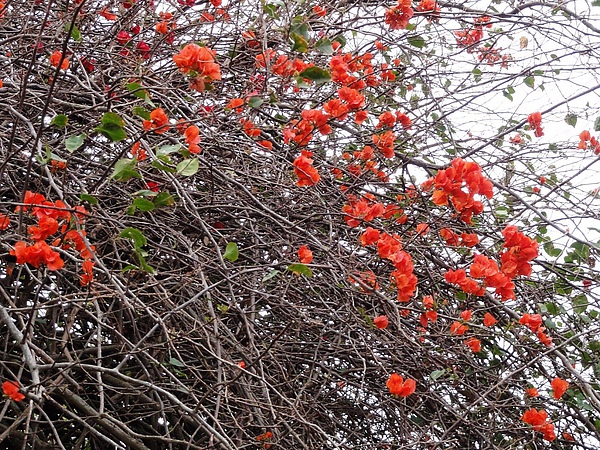 DSC03853.JPG
