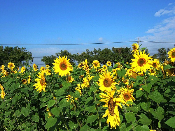 DSCF5509.JPG