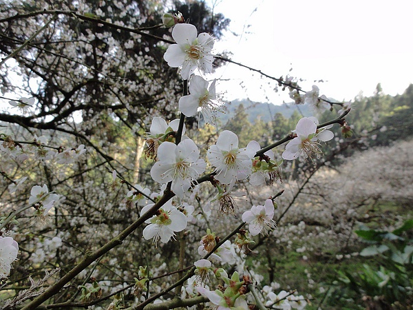 DSC03172.JPG