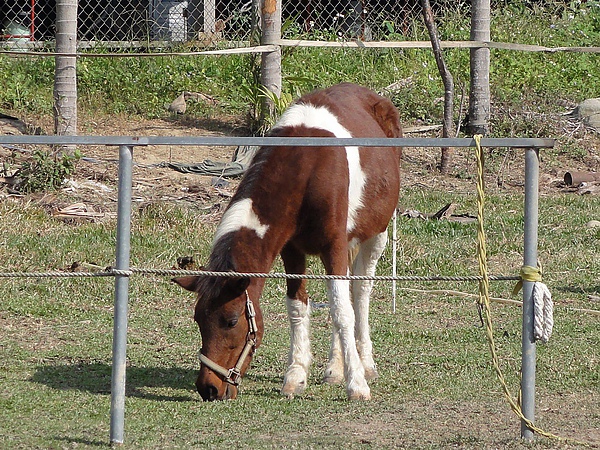 DSC02396.JPG