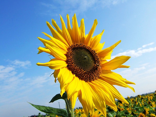 DSCF5425.JPG