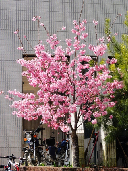 DSC04692.JPG