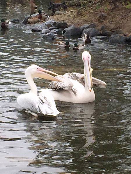 IMG_6412.JPG IMG_6412.JPG