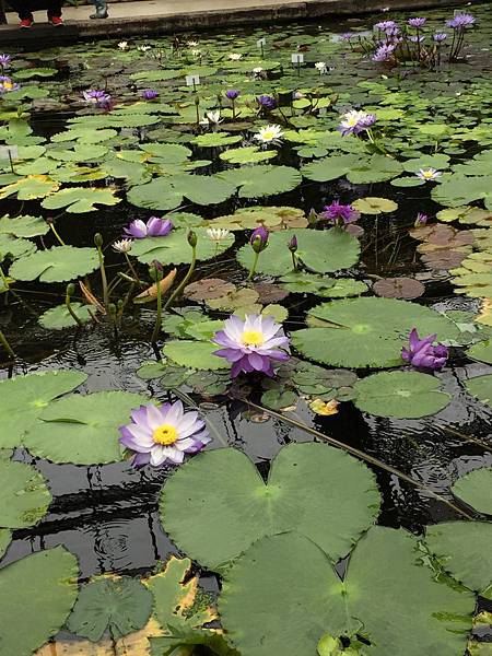 IMG_6418.JPG IMG_6418.JPG