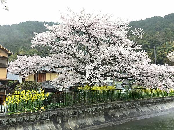 IMG_6968.JPG IMG_6968.JPG