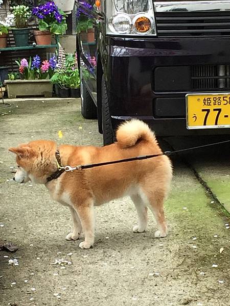 IMG_7185.JPG IMG_7185.JPG