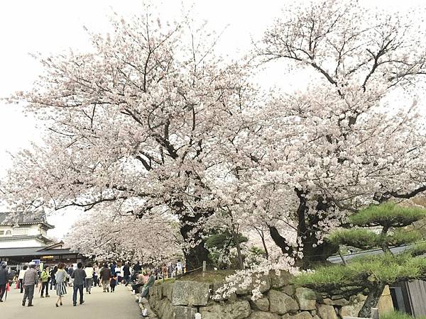 IMG_7289.JPG IMG_7289.JPG