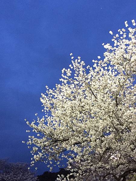 IMG_7307.JPG IMG_7307.JPG