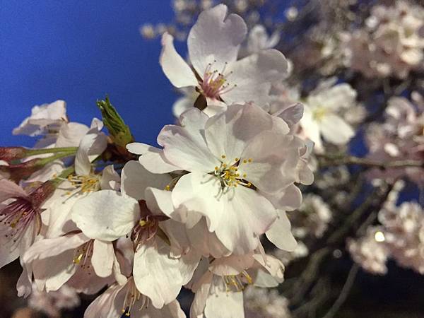 IMG_7315.JPG IMG_7315.JPG