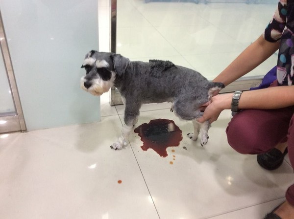 狗誤食洋蔥排血尿