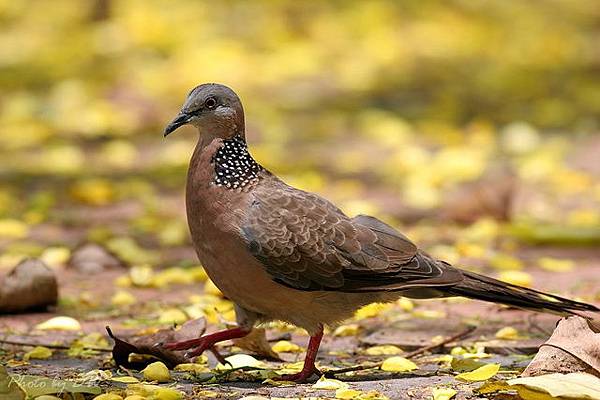 珠頸斑鳩 珠頸斑鳩